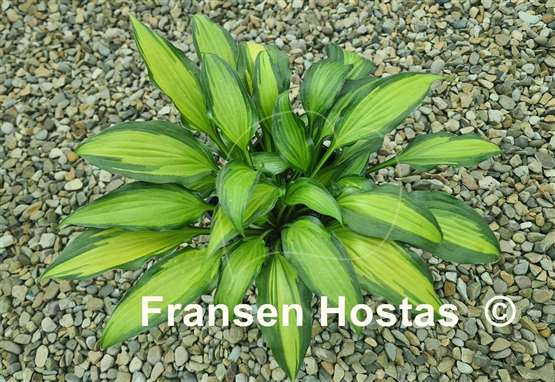 Hosta Abana